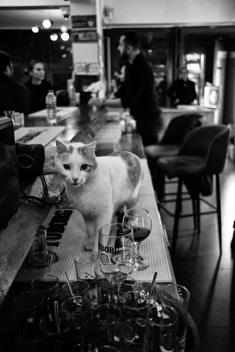 A cat inside a bar
