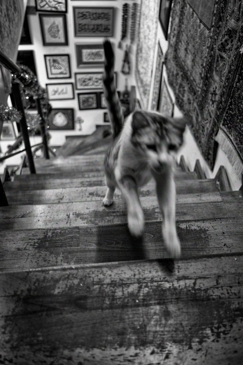 A cat inside an artisan's shop