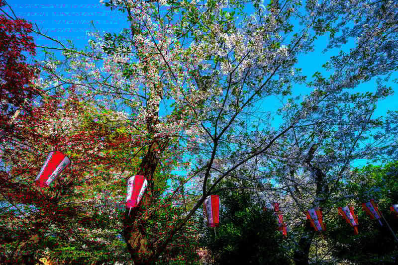 Cherry blossoms in Ueno park