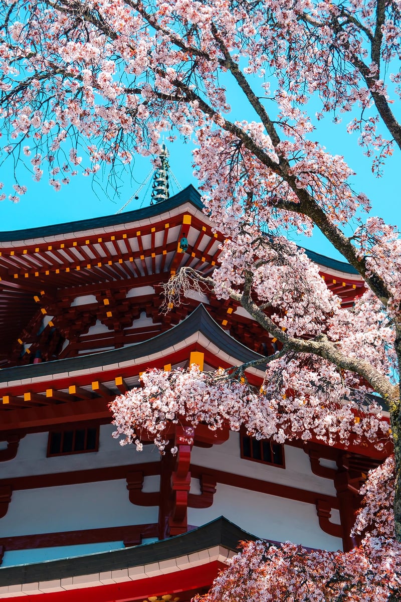 A temple in Koyasan under a cherry tree