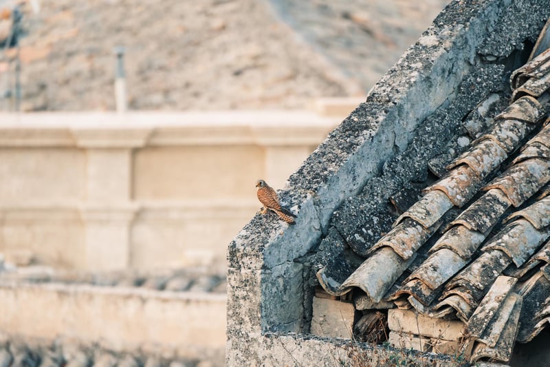 A Lesser Kestrel resting on a roof