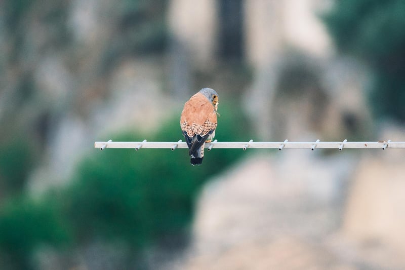 A Lesser Kestrel standing on a TV antenna with a cricket in its beak