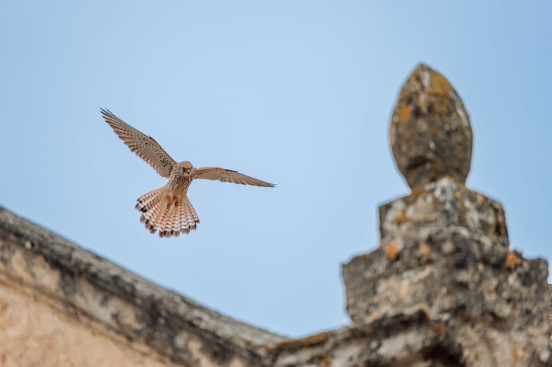 A Lesser Kestrel landing on a church roof