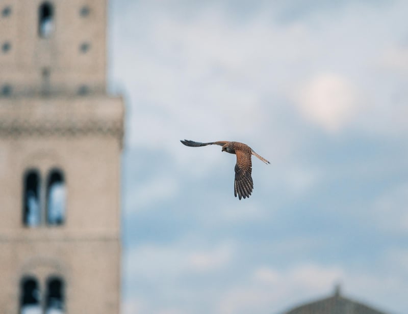 A Lesser Kestrel flying near the bell tower of the cathedral of Matera