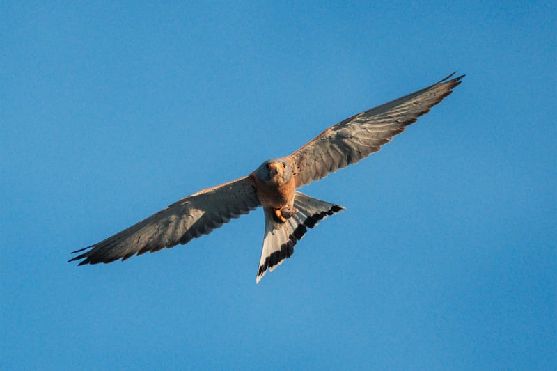 A Lesser Kestrel flying with a little mouse in its claws