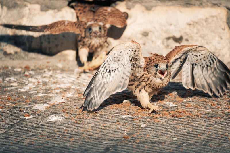 A Lesser Kestrel fledgling out of the nest