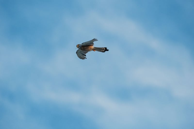 A Lesser Kestrel flying with a cricket in its beak