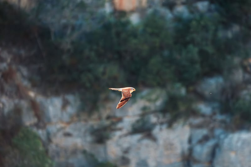 A Lesser Kestrel Flying in Matera.