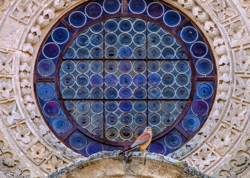 A Lesser Kestrel rests in front of a church rose window