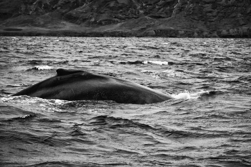 The back of a humpback whale as it is about to dive back into the sea