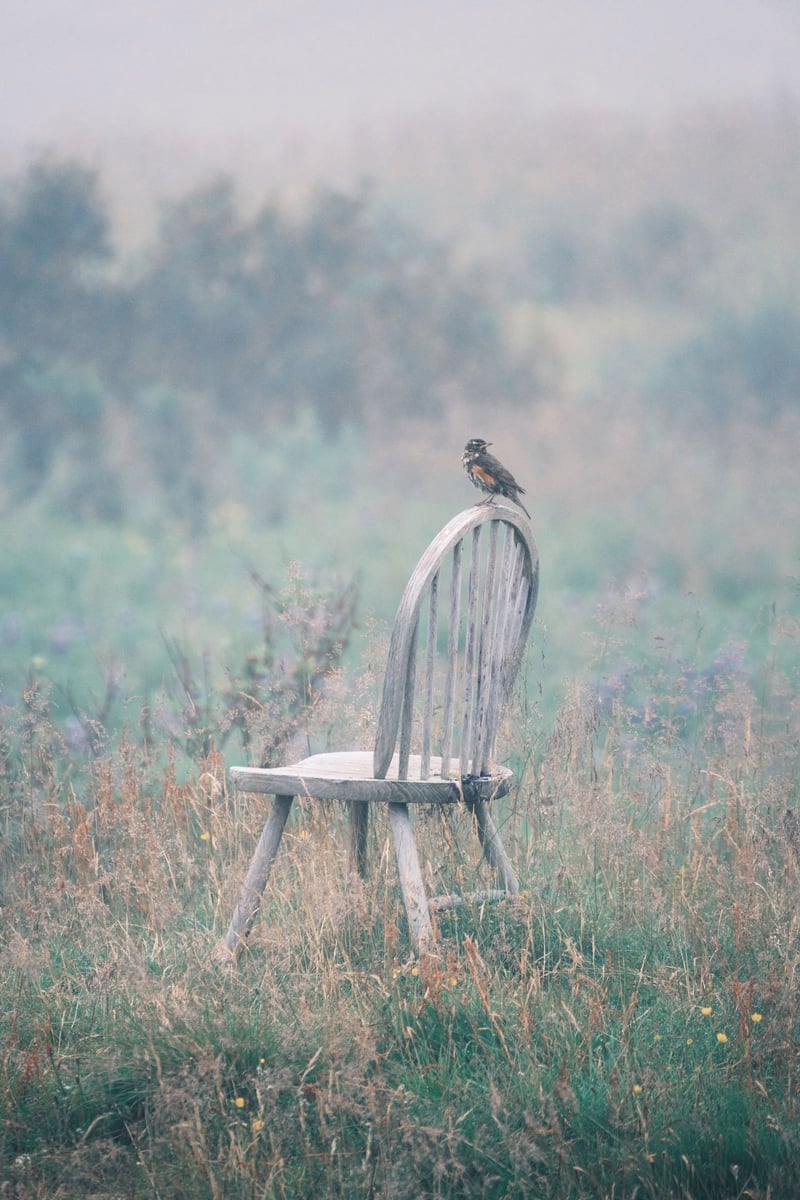 A parrot resting on a chair in the middle of nowhere