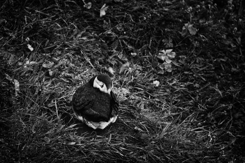 A puffin curled up to keep warm