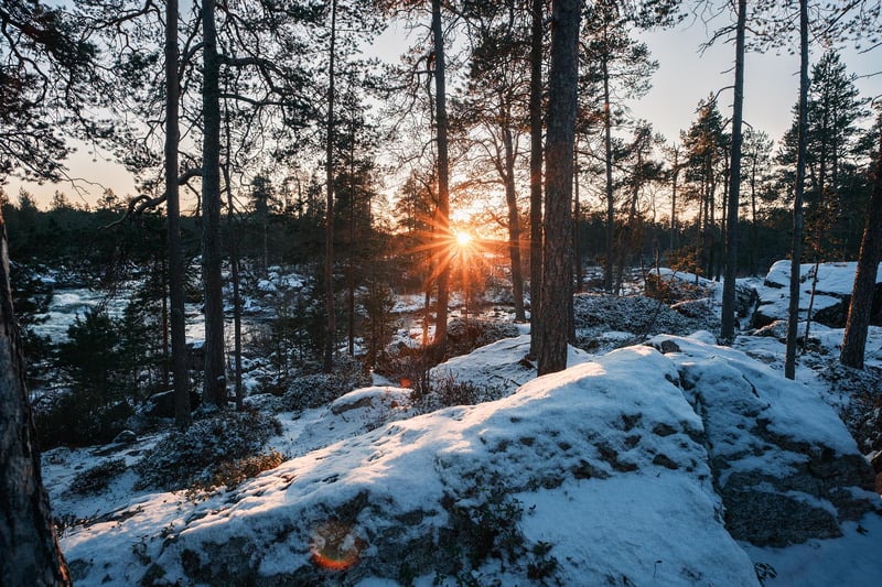 A sun setting behind the forest.