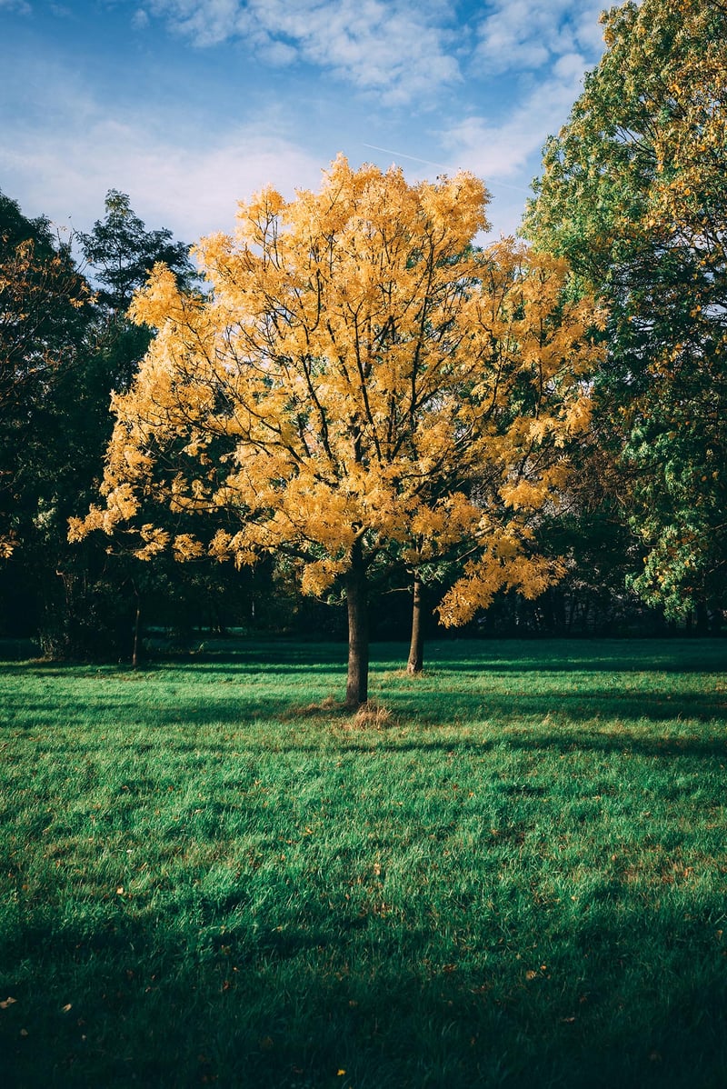 A nice tree with yellow leafs in the middle of an urban park in Linkeroever, Antwerpen.