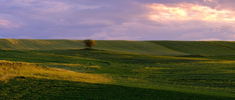 A field of wheat at sunset in the countryside of Matera.