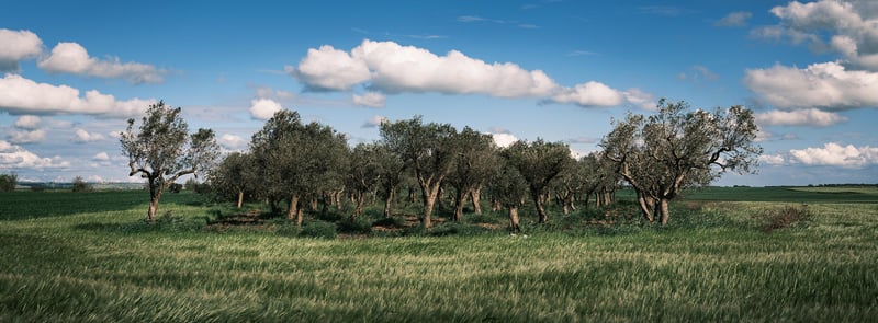 A group of Olive trees in the countryside of Matera.