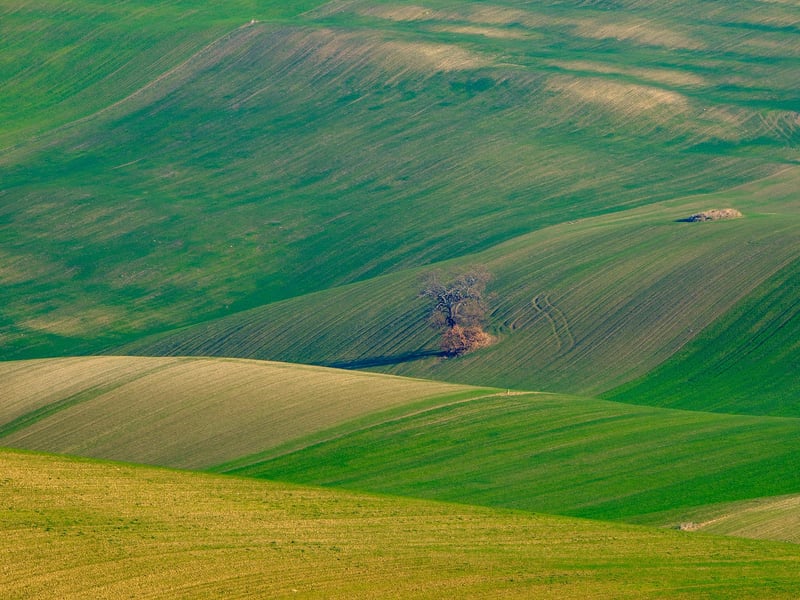 A lone olive tree in the countryside of Basilicata.