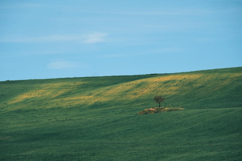 A lone tree under a blue sky in Lucania